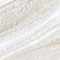 STIL1328F