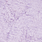 SUVA0020F