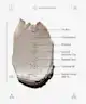 Allies of Skin - Rhassoul & BHA Antioxidants Purifying Mask