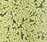 ANAS0566F