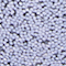 ANAS0569F