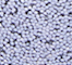 ANAS0569F