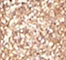 BPER0128F