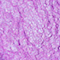 BPER0145F