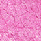 BPER0155F