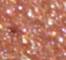 CROP0030F