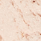 DRAG0020F