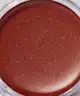e.l.f. Cosmetics - Luminous Putty Blush