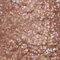 FLOR0215F
