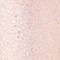 JAWU0004F