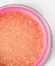 Jeffree Star Cosmetics - Summer 2018 Collection Velour Lip Scrub