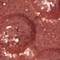 MACC0786F