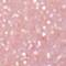 OFRA0498F