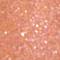 LIND0154F