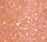 LIND0154F