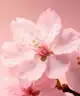Rituals - The Ritual of Sakura Shimmering Body Spray 