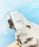 SKIN1004 - Madagascar Centella Hyalu-Cica Silky-Fit Sun Stick