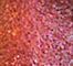 SODA0065F