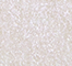 TOOF0160F