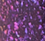 URBA0172F