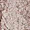 SAMP0016F