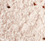 ZOEV0500F